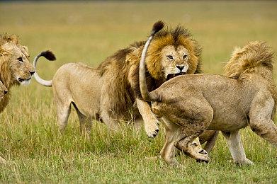 黑曜石新作《Pentiment》11月15日发售 首发加入XGP