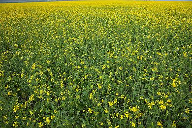 两大漫威游戏转会需迪士尼授权 或存在下架风险